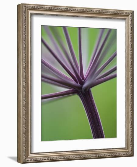 Angelica Purpurea-Clive Nichols-Framed Photographic Print