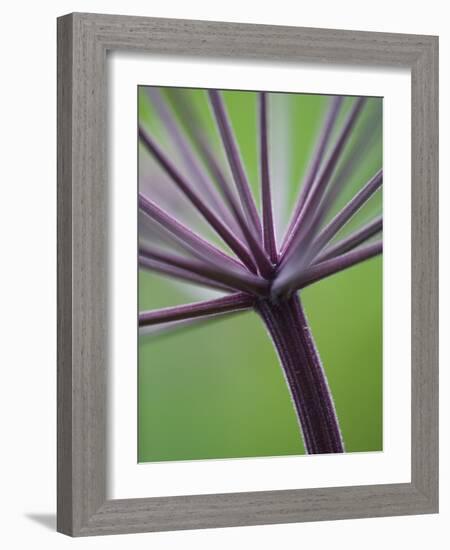 Angelica Purpurea-Clive Nichols-Framed Photographic Print