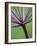 Angelica Purpurea-Clive Nichols-Framed Photographic Print