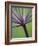 Angelica Purpurea-Clive Nichols-Framed Photographic Print