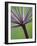 Angelica Purpurea-Clive Nichols-Framed Photographic Print