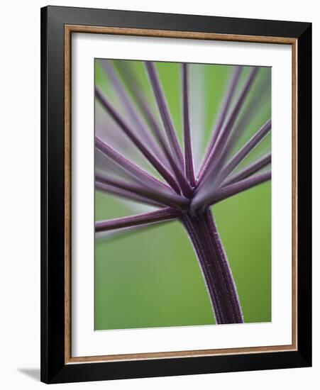 Angelica Purpurea-Clive Nichols-Framed Photographic Print