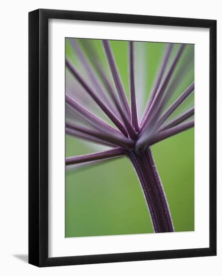 Angelica Purpurea-Clive Nichols-Framed Photographic Print