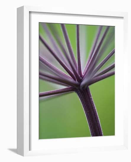 Angelica Purpurea-Clive Nichols-Framed Photographic Print