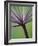 Angelica Purpurea-Clive Nichols-Framed Photographic Print