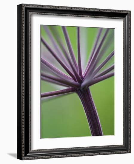 Angelica Purpurea-Clive Nichols-Framed Photographic Print