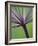 Angelica Purpurea-Clive Nichols-Framed Photographic Print