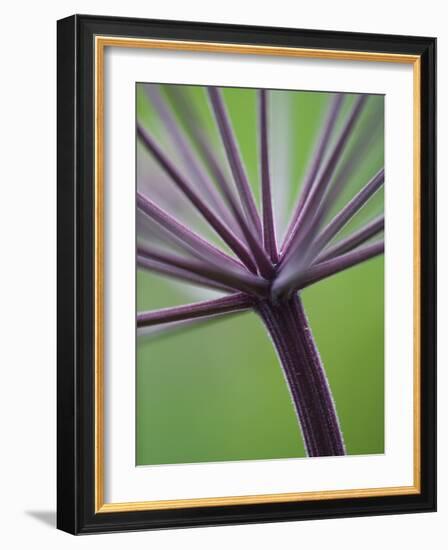 Angelica Purpurea-Clive Nichols-Framed Photographic Print