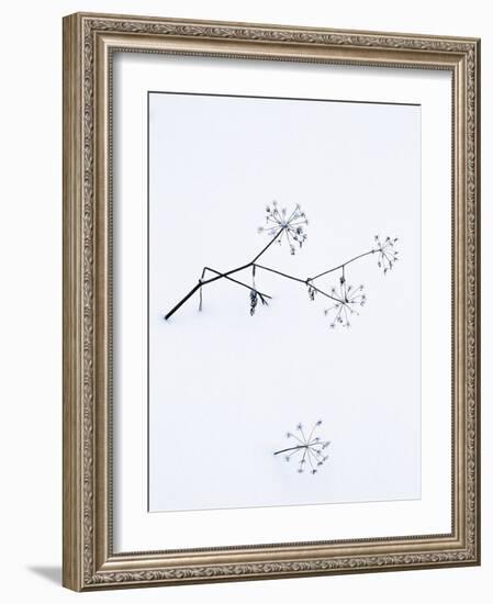 Angelica Stems, in Snow, Norway-Niall Benvie-Framed Photographic Print