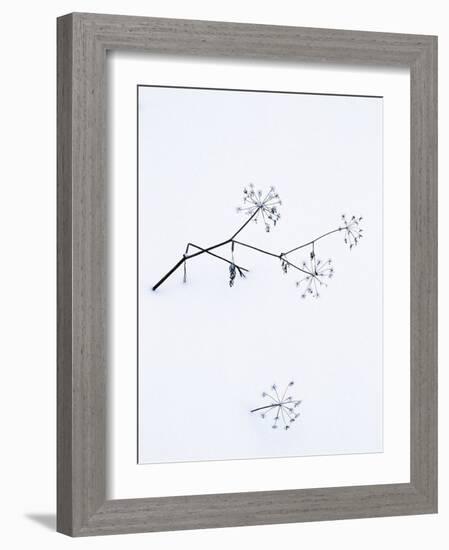 Angelica Stems, in Snow, Norway-Niall Benvie-Framed Photographic Print