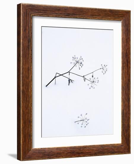 Angelica Stems, in Snow, Norway-Niall Benvie-Framed Photographic Print