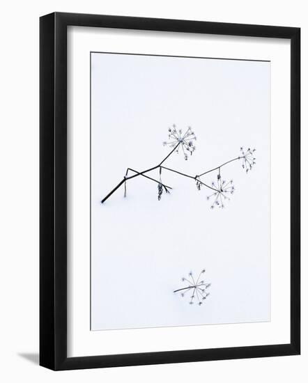 Angelica Stems, in Snow, Norway-Niall Benvie-Framed Photographic Print