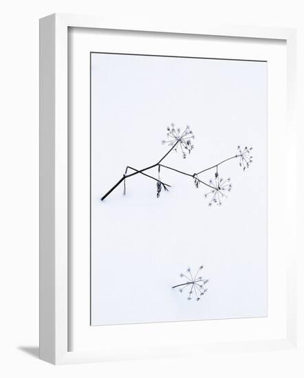 Angelica Stems, in Snow, Norway-Niall Benvie-Framed Photographic Print