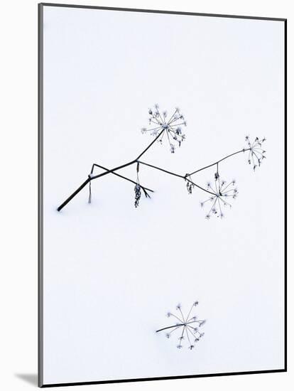 Angelica Stems, in Snow, Norway-Niall Benvie-Mounted Photographic Print