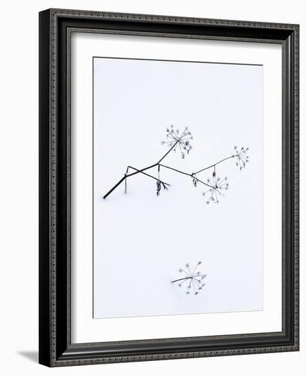 Angelica Stems, in Snow, Norway-Niall Benvie-Framed Photographic Print