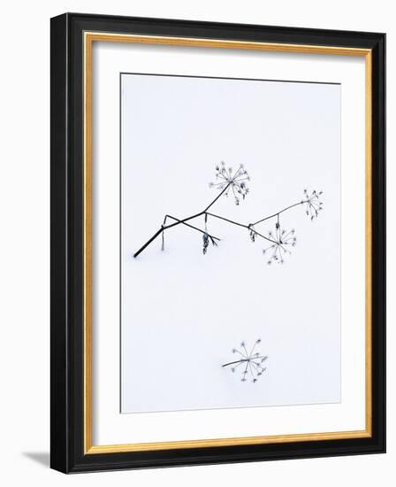 Angelica Stems, in Snow, Norway-Niall Benvie-Framed Photographic Print