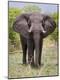 Photographic Print