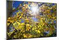 Photographic Print