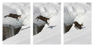 Chamois (Rupicapra Rupicapra) Jumping over Crevasse in the Snow, Abruzzo National Park, Italy-Angelo Gandolfi-Photographic Print