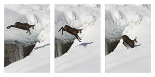 Chamois (Rupicapra Rupicapra) Jumping over Crevasse in the Snow, Abruzzo National Park, Italy-Angelo Gandolfi-Framed Photographic Print