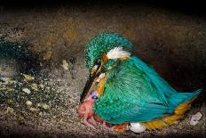 Female Kingfisher covering chicks with her wings, Italy-Angelo Gandolfi-Photographic Print