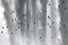 Great Dusky Swift (Cypseloides Senex) Flock In Front Of Iguazu Falls-Angelo Gandolfi-Photographic Print