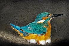 Male Kingfisher sitting on eggs, Italy-Angelo Gandolfi-Photographic Print