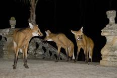 Maned Wolves (Chrysocyon Brachyurus) At Santurio Do Caraca, Where They Are Fed, At Night-Angelo Gandolfi-Photographic Print
