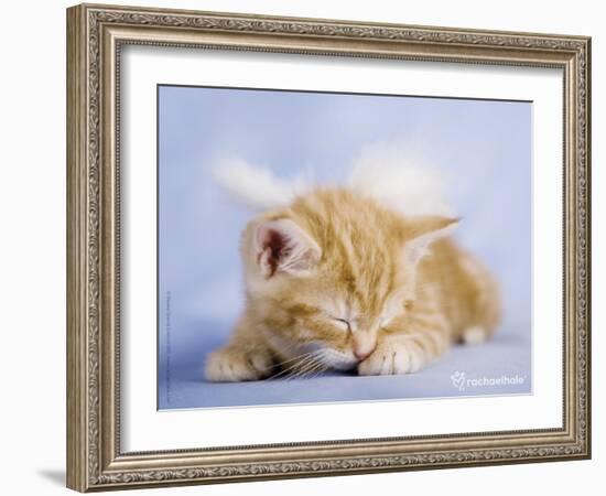 Angelo-Rachael Hale-Framed Art Print