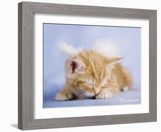 Angelo-Rachael Hale-Framed Art Print