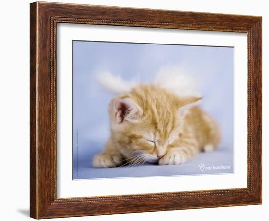 Angelo-Rachael Hale-Framed Art Print