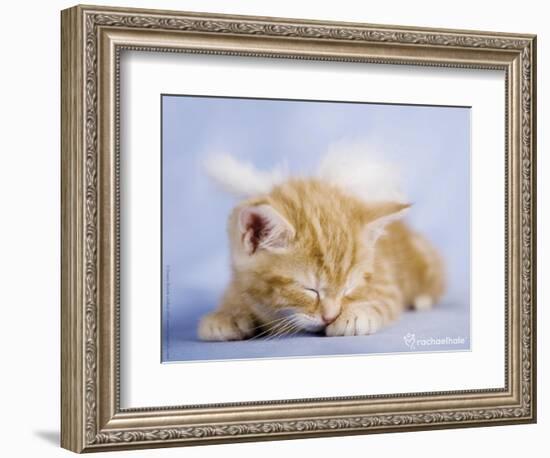 Angelo-Rachael Hale-Framed Photographic Print