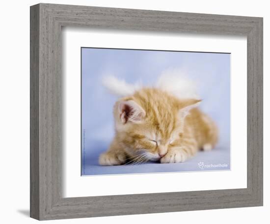 Angelo-Rachael Hale-Framed Photographic Print