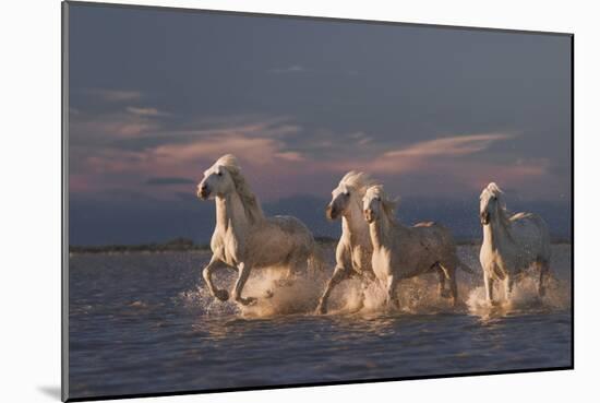 Angels Of Camargue-Rostovskiy Anton-Mounted Giclee Print