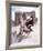 Angie Dickinson - Rio Bravo-null-Framed Photo