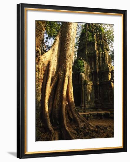 Angkor, Ta Prohm, 400-year-old Tree, Cambodia-Walter Bibikow-Framed Photographic Print