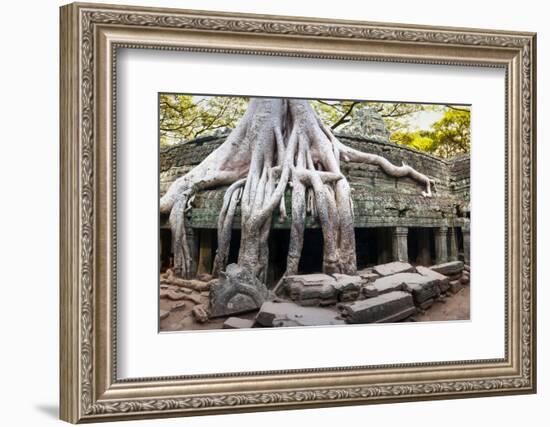 Angkor Wat Cambodia. Ta Prom Khmer Ancient Buddhist Temple in Jungle Forest. Famous Landmark, Place-SergWSQ-Framed Photographic Print