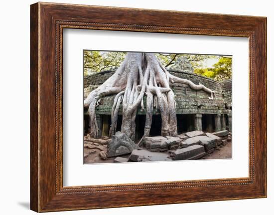 Angkor Wat Cambodia. Ta Prom Khmer Ancient Buddhist Temple in Jungle Forest. Famous Landmark, Place-SergWSQ-Framed Photographic Print