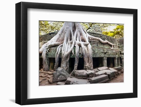 Angkor Wat Cambodia. Ta Prom Khmer Ancient Buddhist Temple in Jungle Forest. Famous Landmark, Place-SergWSQ-Framed Photographic Print