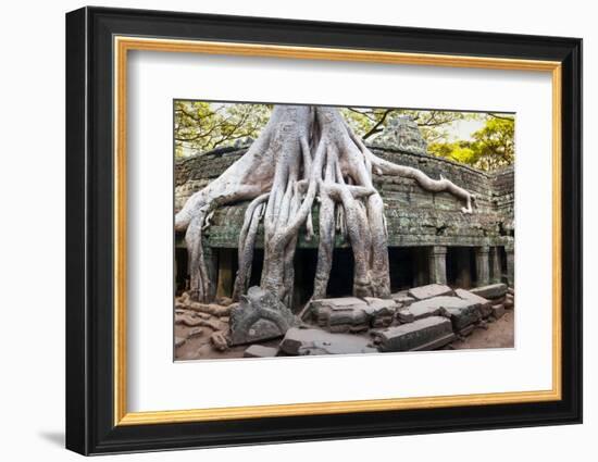 Angkor Wat Cambodia. Ta Prom Khmer Ancient Buddhist Temple in Jungle Forest. Famous Landmark, Place-SergWSQ-Framed Photographic Print