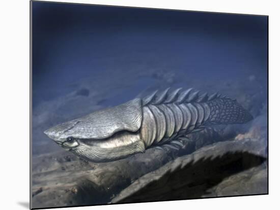 Anglaspis Is a Heterostracan from the Early Devonian of Norway-Stocktrek Images-Mounted Art Print