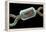 Angler's Swivel, SEM-Steve Gschmeissner-Framed Premier Image Canvas