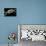 Angler's Swivel, SEM-Steve Gschmeissner-Mounted Photographic Print displayed on a wall