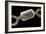 Angler's Swivel, SEM-Steve Gschmeissner-Framed Photographic Print