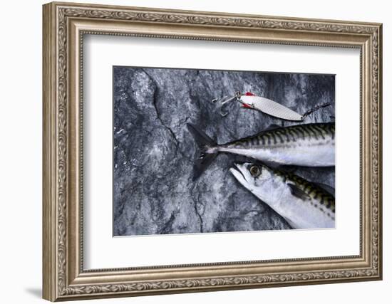 Angling, Mackerels, Stone, Fishhook, Hobby, Fish-Hawi-Framed Photographic Print