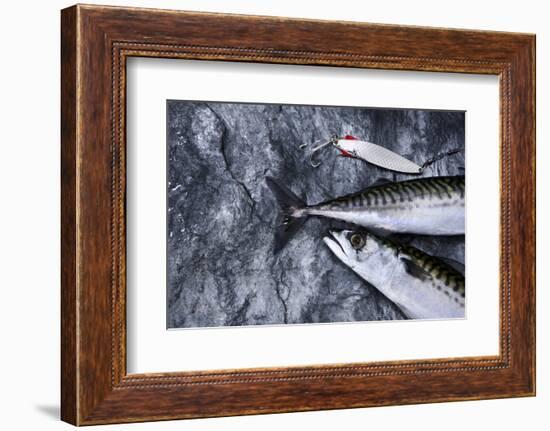 Angling, Mackerels, Stone, Fishhook, Hobby, Fish-Hawi-Framed Photographic Print