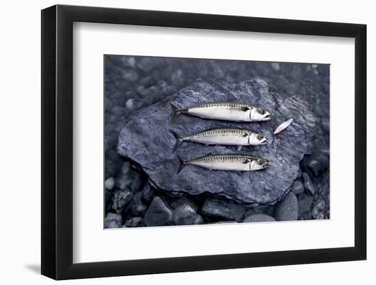 Angling, Mackerels, Stone, Fishhook, Hobby, Fish-Hawi-Framed Photographic Print