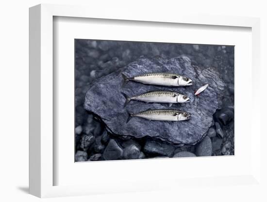 Angling, Mackerels, Stone, Fishhook, Hobby, Fish-Hawi-Framed Photographic Print