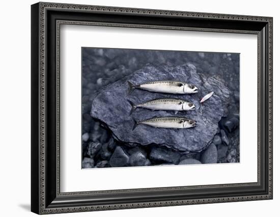 Angling, Mackerels, Stone, Fishhook, Hobby, Fish-Hawi-Framed Photographic Print