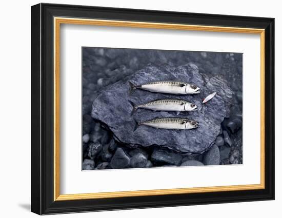 Angling, Mackerels, Stone, Fishhook, Hobby, Fish-Hawi-Framed Photographic Print